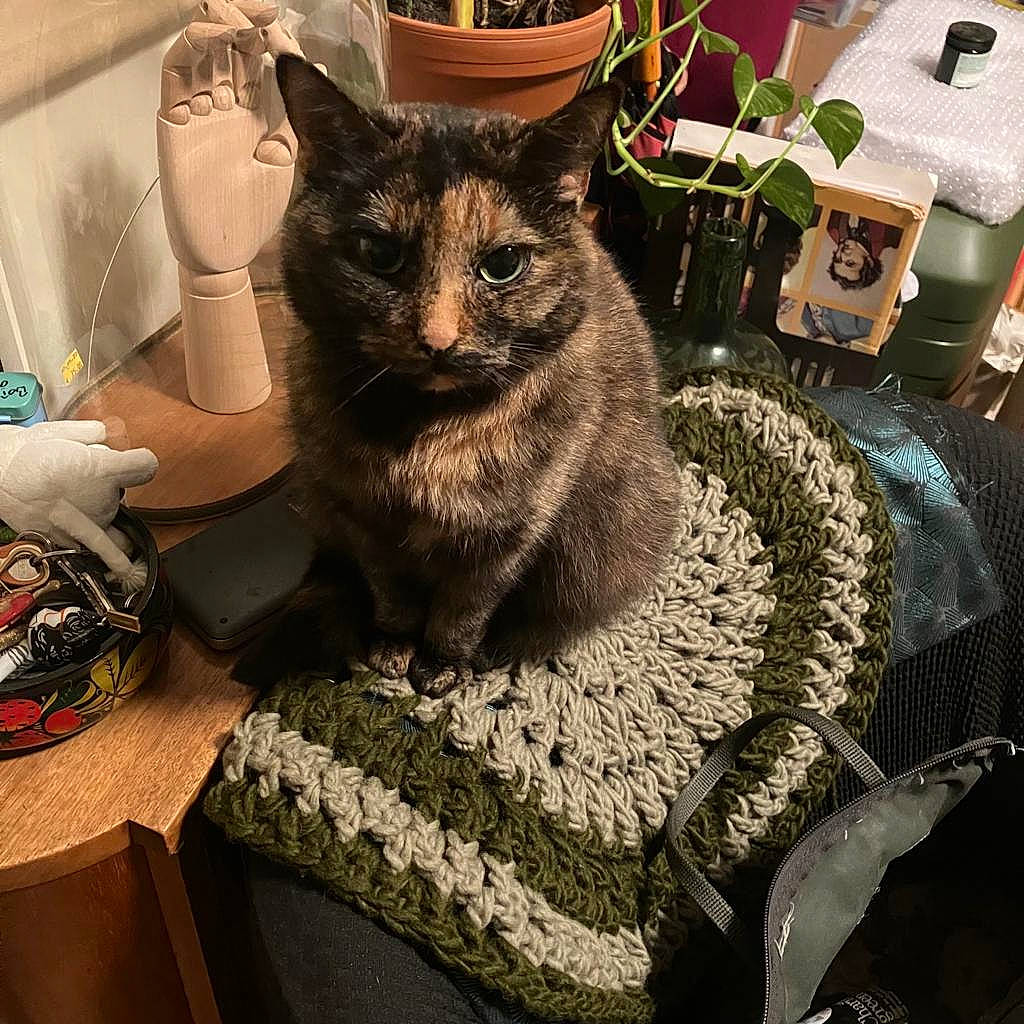 Chips participe au concours pour gagner de l'argent avec cette photo : black_cat, carnivore, cat, chair, comfort, domestic_short_haired_cat, felidae, flowerpot, fur, furniture, grey, houseplant, linens, plant, sitting, small_to_medium_sized_cats, table, tablecloth, tail, whiskers