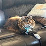 Bailey is registered to the contest to win money with this photo: cat, fluffy, scarf, leather_couch, sunlight, indoor, pet, feline, resting, cozy, fur, animal, domestic, cute, whiskers, ears, paws, relaxed, home, portrait
