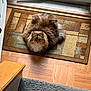 Bailey is registered to the contest to win money with this photo: cat, fluffy, doormat, indoor, carpet, wood_floor, staircase, pet, animal, fur, domestic, door, window, home, cozy, resting, looking, cute, multi_color, relaxed