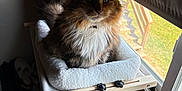 Bailey joined the competition — help win amazing prizes! cat, window, pet, furniture, indoor, cozy, fluffy, perch, light, shade, wood, carpet, animal, resting, domestic, calm, comfortable, curtains, collar, home
