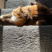 Bailey is registered to the contest to win money with this photo: cat, fluffy, sunlight, carpet, stairs, pet, feline, relaxed, indoor, animal, cute, resting, orange, white, tabby, cozy, paw, fur, portrait, home