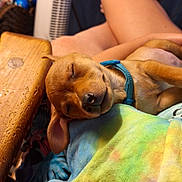 Ruby is registered to the contest to win money with this photo: dog, puppy, sleeping, collar, lap, human_legs, blanket, wooden_table, fan, television, living_room, tie_dye_shirt, colorful_fabric, cozy, pet, snout, ear, napping, indoors, relaxation