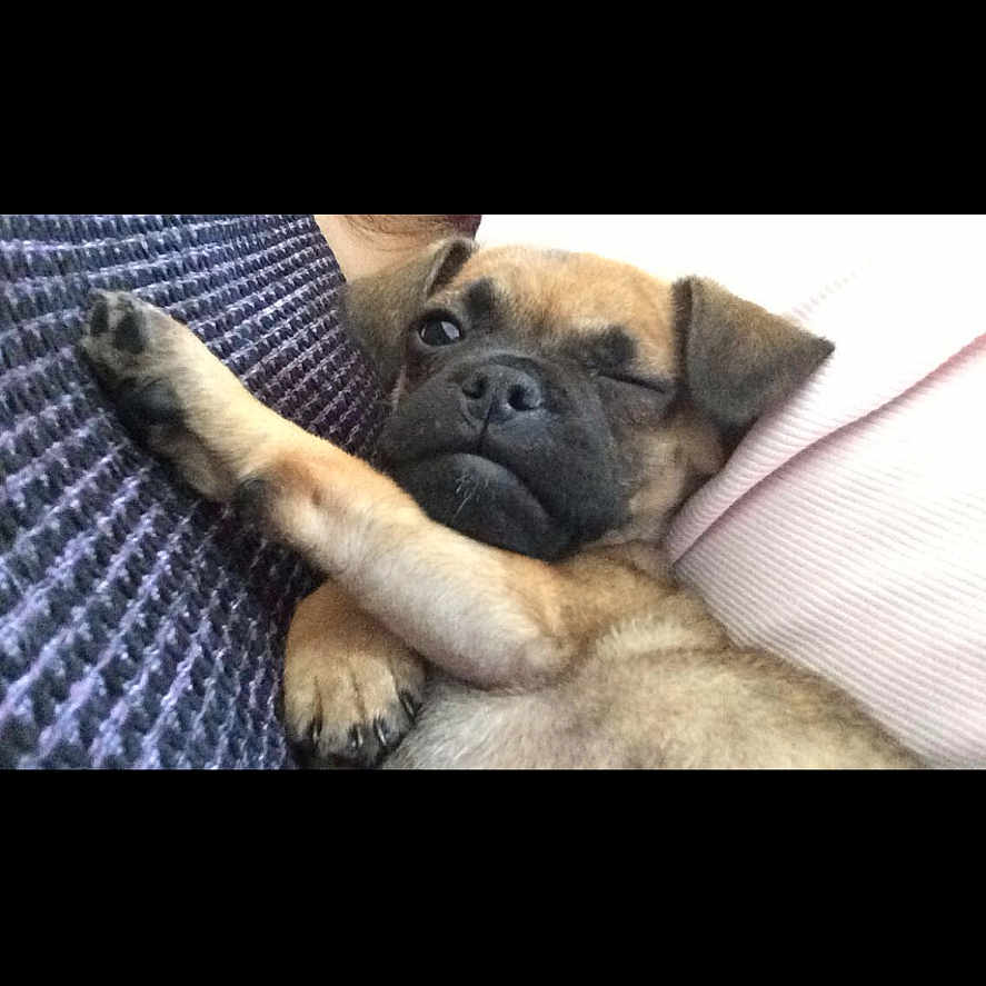 Reggie joined the competition — help win amazing prizes! animal, boxer, bulldog, canine, couch, cushion, dog, face, frenchbulldog, furniture, head, homedecor, person, pet, photography, pitbull, portrait, pug, puppy, sleeping