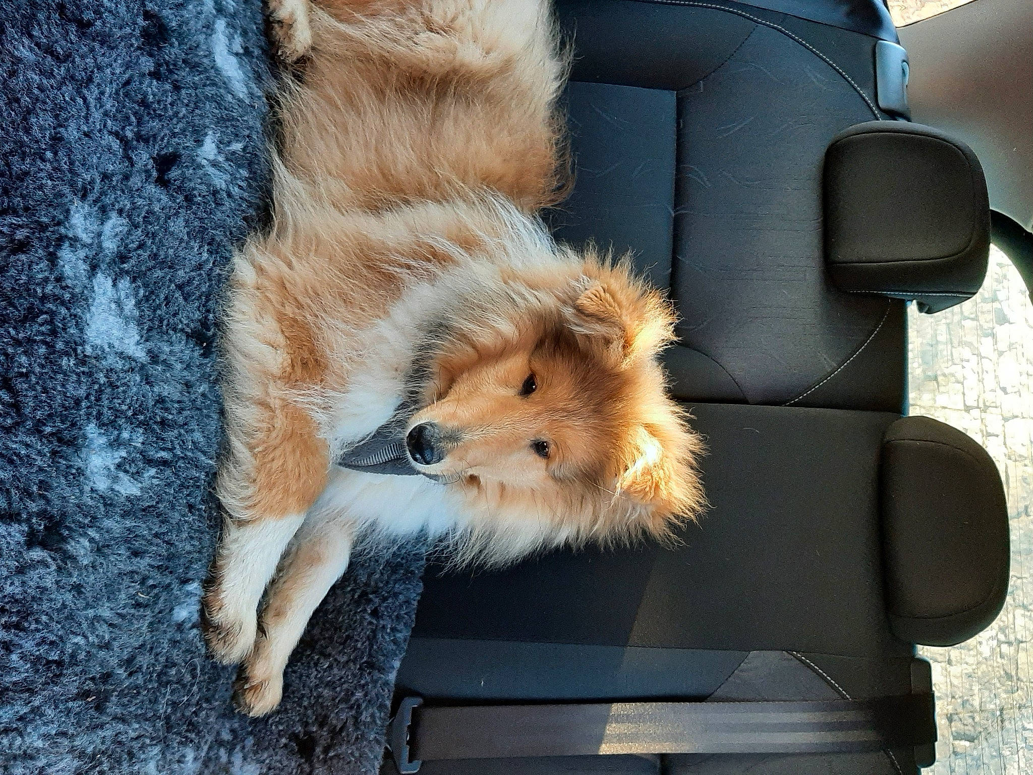 Sherlock participe au concours pour gagner de l'argent avec cette photo : auto_part, automotive_exterior, canidae, car_seat, carnivore, comfort, companion_dog, dog, dog_breed, fawn, fur, head_restraint, human_leg, snout, sporting_group, tail, terrestrial_animal, vehicle_door, whiskers, windshield