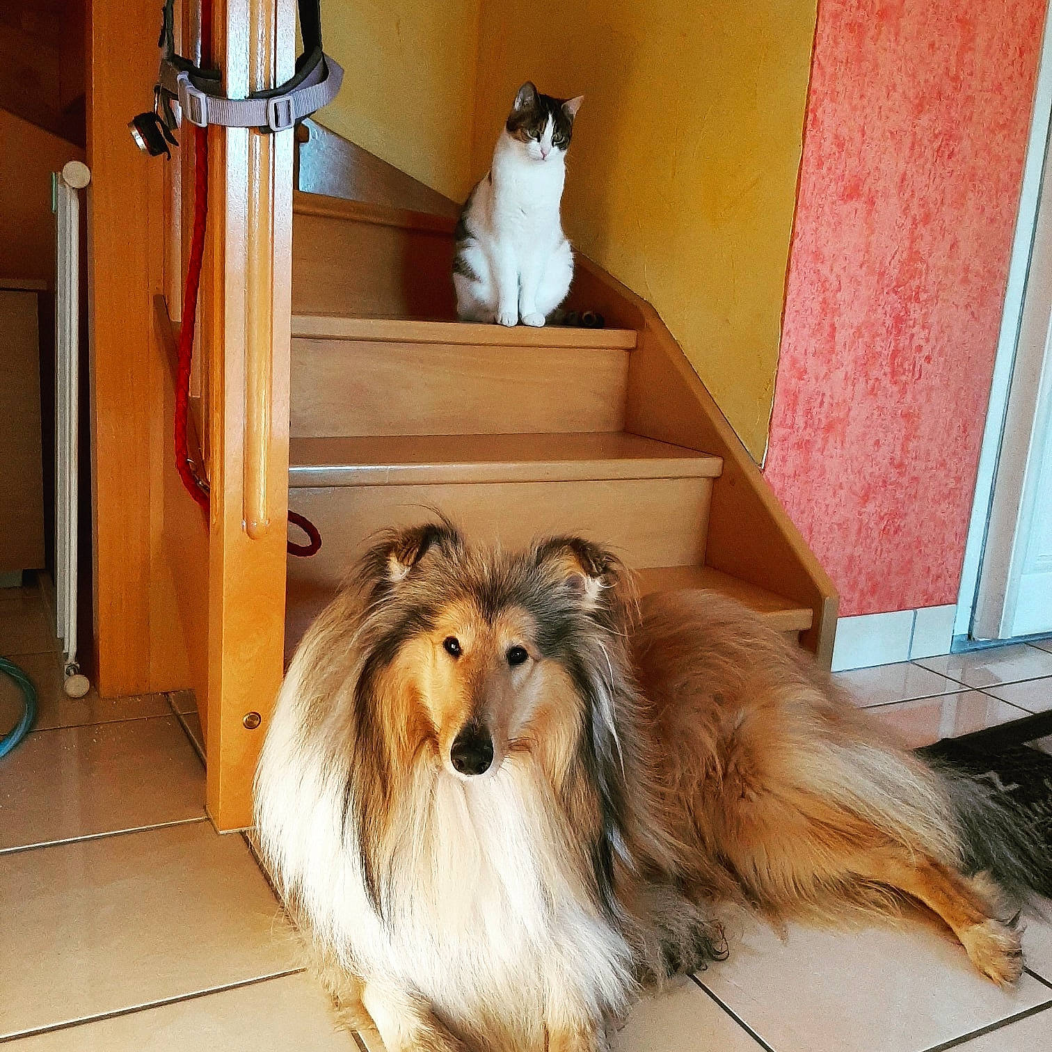 Sherlock a rejoint le concours — aidez-le/la à gagner de superbes lots ! cabinetry, carnivore, cat, collie, companion_dog, dog, dog_breed, fawn, felidae, flooring, fur, hardwood, herding_dog, liver, pet_supply, rough_collie, shetland_sheepdog, whiskers, wood, wood_stain