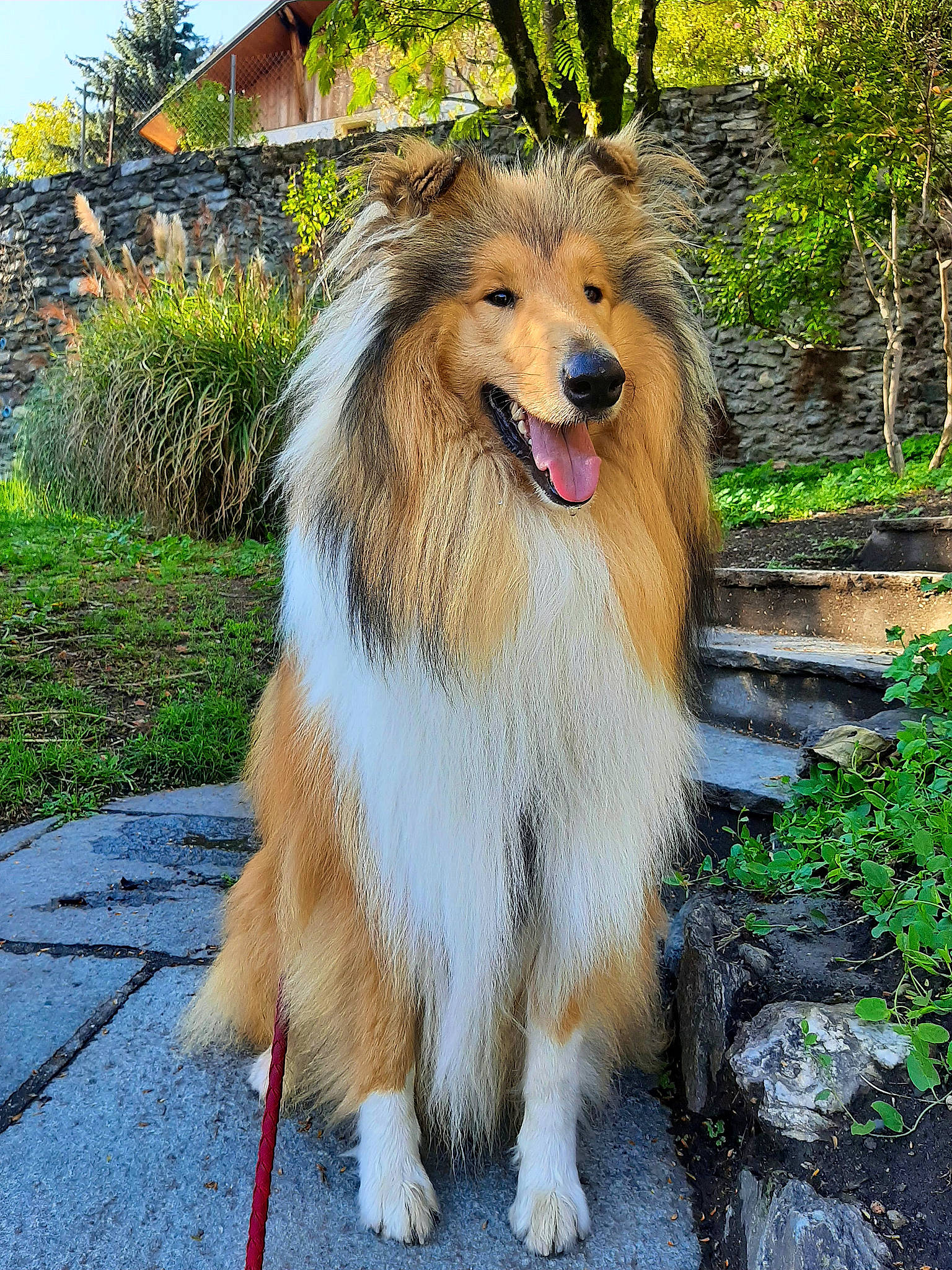 Sherlock a rejoint le concours — aidez-le/la à gagner de superbes lots ! ancient_dog_breeds, canidae, carnivore, collie, companion_dog, dog, dog_breed, fang, fawn, fur, grass, palm_tree, plant, rough_collie, scotch_collie, snout, sporting_group, tree, window, working_dog