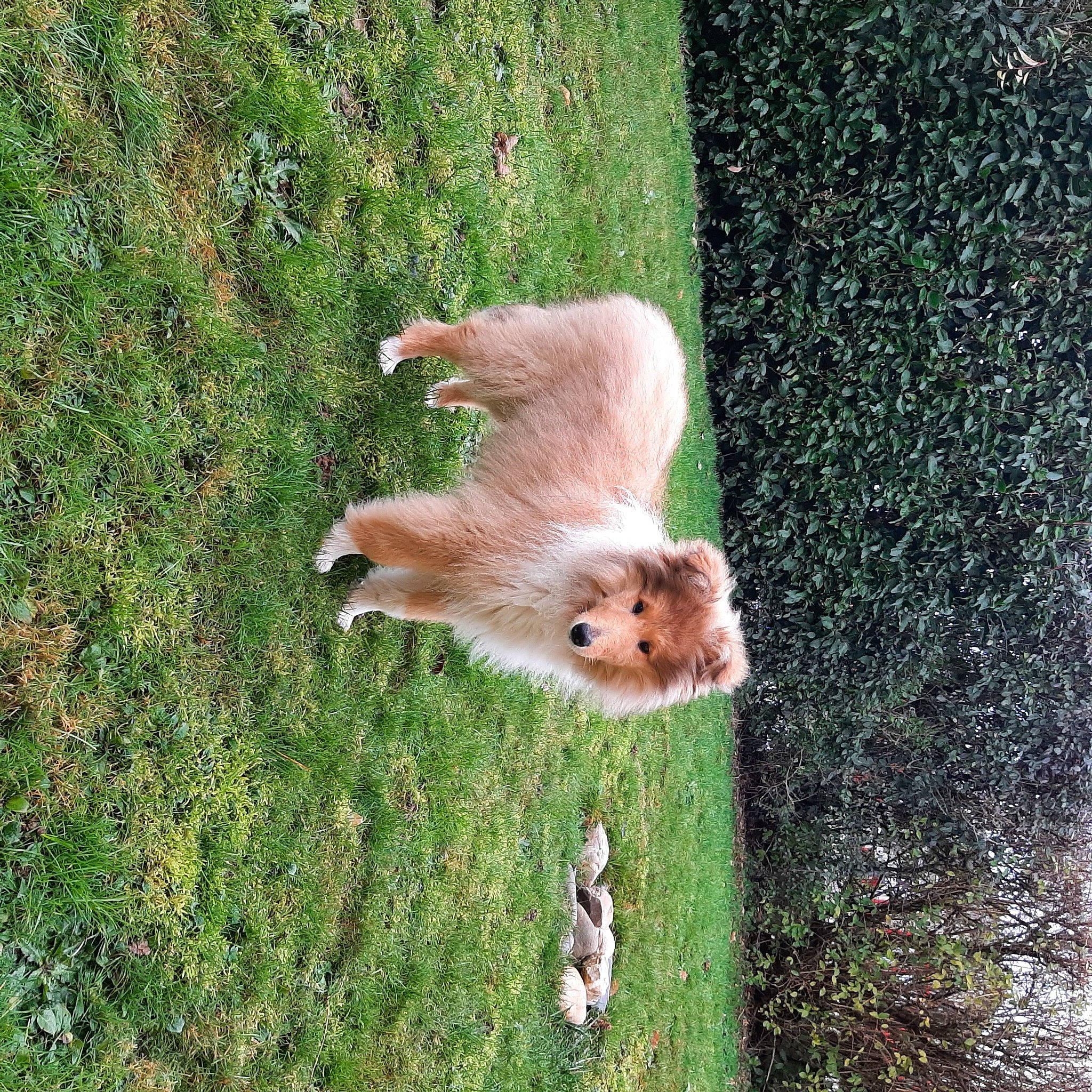 Sherlock participe au concours pour gagner de l'argent avec cette photo : canidae, carnivore, companion_dog, dog, dog_breed, fawn, felidae, grass, grass_family, lawn, plant, rodent, small_to_medium_sized_cats, snout, sporting_group, squirrel, tail, tree, whiskers, wood