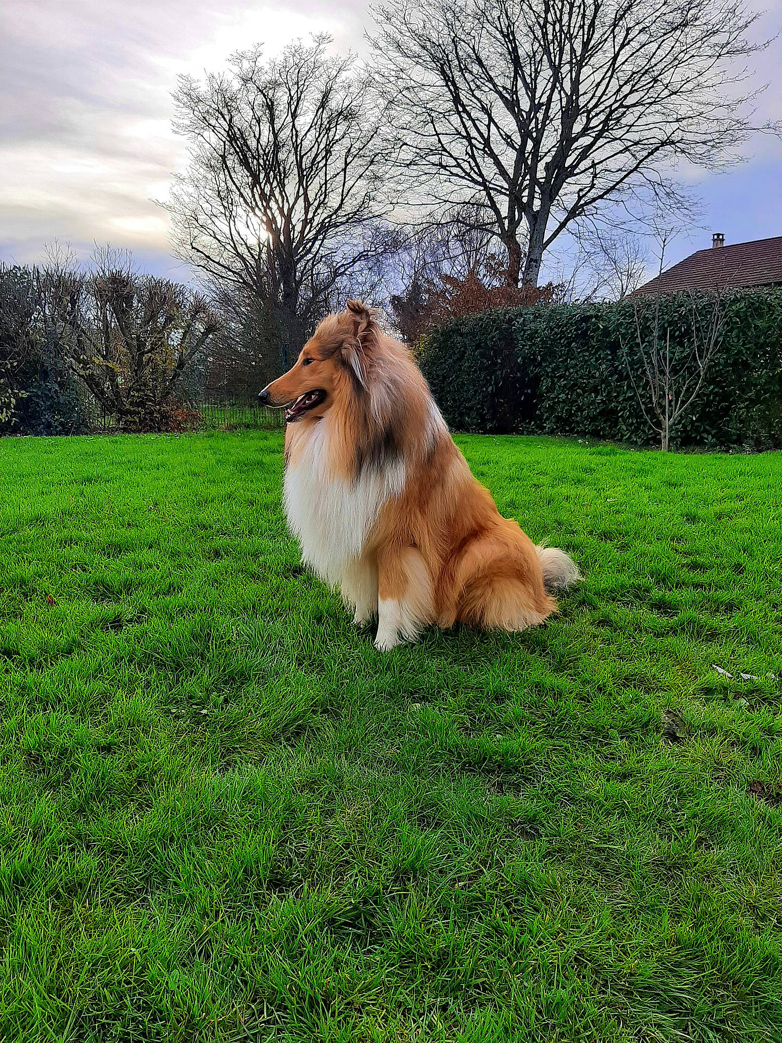 Sherlock participe au concours pour gagner de l'argent avec cette photo : carnivore, cloud, companion_dog, dog, dog_breed, grass, grassland, landscape, liver, mammal, natural_landscape, pasture, plant, prairie, shetland_sheepdog, sky, sporting_group, tail, terrestrial_animal, tree