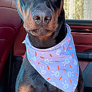 Magnus is registered to the contest to win money with this photo: bandana, black_coat, brown_markings, car_interior, closeup, cute, doberman, dog, ears, eyes, face, nose, outdoor_background, pet, portrait, seat, sitting, sunlight, trees, vehicle