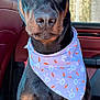 bandana, black_coat, brown_markings, car_interior, closeup, cute, doberman, dog, ears, eyes, face, nose, outdoor_background, pet, portrait, seat, sitting, sunlight, trees, vehicle