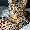 Baloo participe au concours pour gagner de l'argent avec cette photo : alert, animal, bed, blanket, cat, close_up, cute, domestic_cat, ears, feline, fur, green_eyes, indoor, pet, portrait, resting, sleeping_area, striped, tabby_cat, whiskers