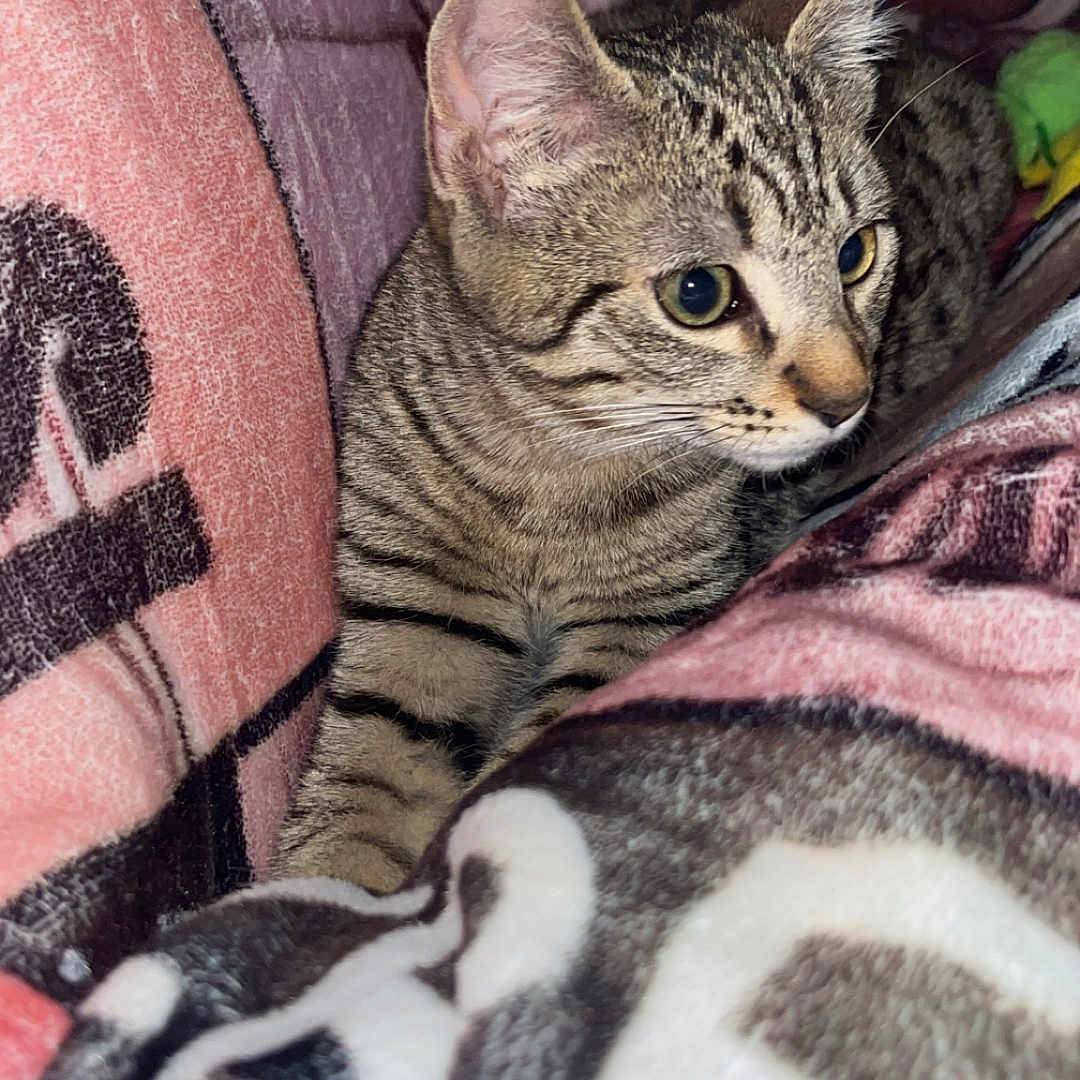 Baloo participe au concours pour gagner de l'argent avec cette photo : cat, kitten, tabby, animal, pet, feline, blanket, cozy, indoor, curious, cute, young, striped, whiskers, ears, fur, resting, comfort, closeup, soft