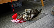 Baloo a rejoint le concours — aidez-le/la à gagner de superbes lots ! animal, cat, curious, cute, domestic, ears, floor, heart_shaped, indoor, kitten, paw, pet, pink_toy, playing, red_toy, tabby, toy, whiskers, wooden_floor, young_cat