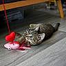 animal, cat, curious, cute, domestic, ears, floor, heart_shaped, indoor, kitten, paw, pet, pink_toy, playing, red_toy, tabby, toy, whiskers, wooden_floor, young_cat