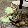 Baloo a rejoint le concours — aidez-le/la à gagner de superbes lots ! cat, kitten, tabby, playful, toy, carpet, indoor, furniture, paw, tongue, looking_at_camera, striped, young_cat, pet, floor, cozy, home, curious, animal, cute