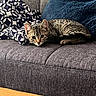 Baloo participe au concours pour gagner de l'argent avec cette photo : animal, blanket, cat, couch, cozy, curious, cute, feline, fur, home, indoor, kitten, living_room, pet, pillow, relaxed, resting, soft, tabby, young