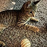 Baloo participe au concours pour gagner de l'argent avec cette photo : animal, carpet, cat, closeup, curious, fur, home, indoor, kitten, light, paws, pet, playful, relaxing, striped, tabby, toy, whiskers, yarn_ball, young