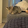 kitten, cat, sleeping, tabby, indoor, furniture, gray, cozy, nap, pet, animal, domestic, resting, young_cat, soft_light, home, door, fabric, household, peaceful