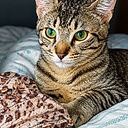 Baloo a rejoint le concours — aidez-le/la à gagner de superbes lots ! animal, bed, blanket, cat, closeup, cozy, cute, domestic_animal, ears, feline, fur, green_eyes, indoor, pet, portrait, resting, sleepy, striped, tabby, whiskers