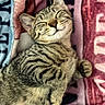 Baloo participe au concours pour gagner de l'argent avec cette photo : animal, blanket, cat, closeup, comfort, cozy, cute, fur, indoor, kitten, paw, pet, relaxed, resting, sleeping, smiling, soft, striped, tabby, whiskers