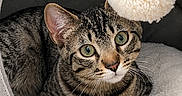 Baloo participe au concours pour gagner de l'argent avec cette photo : cat, comfortable, cozy, curious, cushion, domed_bed, ears, feline, floor, fur, green_eyes, indoor, paws, pet_bed, pom_pom, relaxed, striped, tabby, toy, whiskers