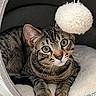 cat, tabby, pet_bed, cozy, indoor, toy, pom_pom, curious, feline, whiskers, paws, striped, relaxed, fur, ears, green_eyes, floor, cushion, comfortable, domed_bed