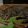 cat, kitten, tabby, animal, pet, indoor, brown_bag, green_straps, fur, whiskers, floor, relaxed, curious, cute, small, young, paws, ears, resting, texture