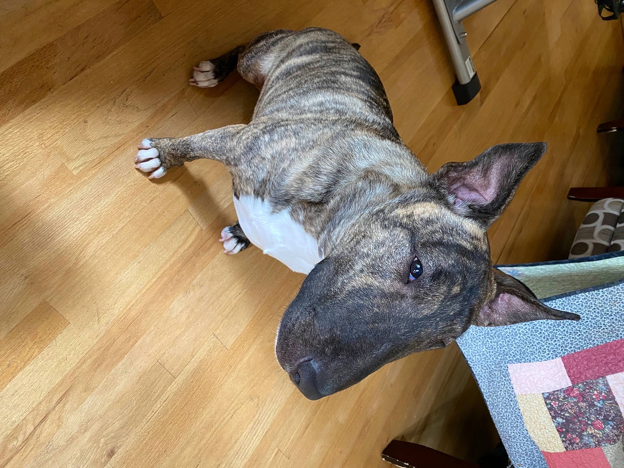 Ricky is registered to the contest to win money with this photo: canidae, carnivore, companion_dog, dog, dog_breed, fawn, flooring, foot, hardwood, laminate_flooring, plank, snout, sporting_group, tail, terrestrial_animal, varnish, whiskers, wood, wood_stain, working_animal