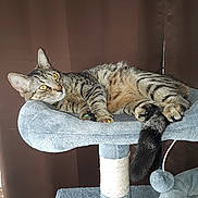 Toby Alvarez is registered to the contest to win money with this photo: cat, tabby, cat_tree, paw, nail_caps, fur, whiskers, ears, tail, indoor, pet, relaxed, soft_furniture, brown_curtains, yellow_eyes, cozy, resting, animal, feline, household