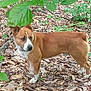 dog, brown, white, forest, leaves, outdoor, nature, animal, canine, foliage, tree, pet, mammal, standing, alert, wildlife, daylight, walking, background, ground