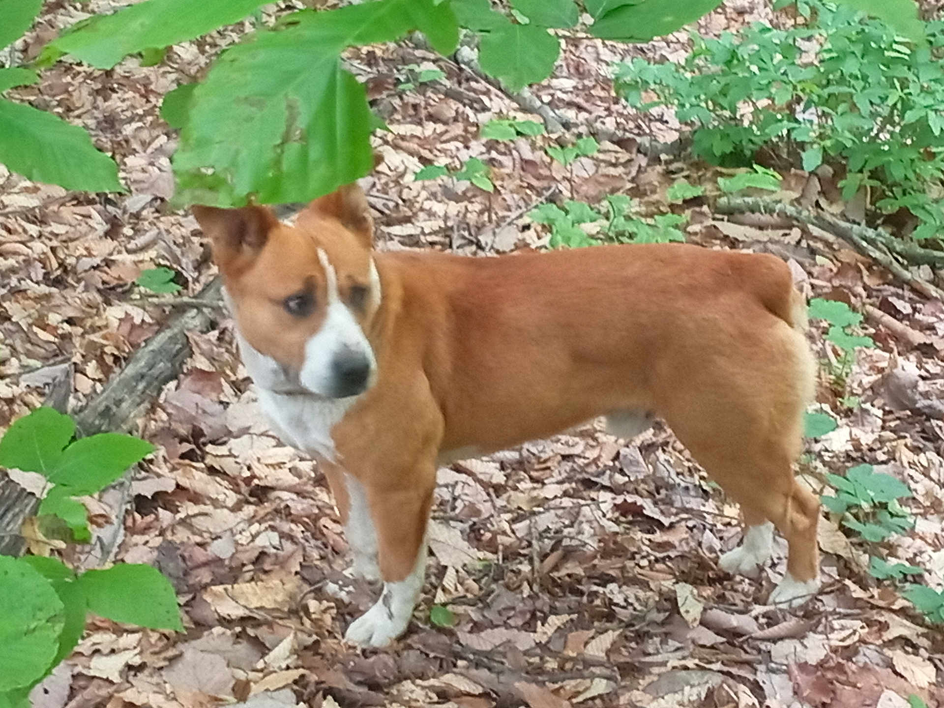 Peanut joined the competition — help win amazing prizes! dog, brown, white, forest, leaves, outdoor, nature, animal, canine, foliage, tree, pet, mammal, standing, alert, wildlife, daylight, walking, background, ground