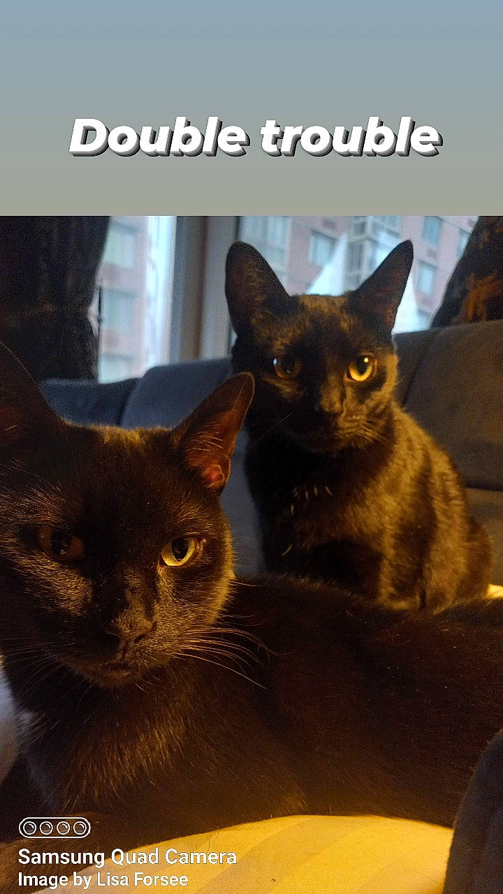 Count Louie And Kitten