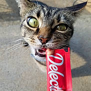 Lola is registered to the contest to win money with this photo: cat, tabby_cat, animal, pet, closeup, portrait, green_eyes, whiskers, ears, open_mouth, teeth, nose, fur, gray_fur, striped_fur, candy_wrapper, red_packaging, hand, outdoor, sunlight