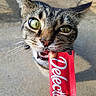 cat, tabby_cat, animal, pet, closeup, portrait, green_eyes, whiskers, ears, open_mouth, teeth, nose, fur, gray_fur, striped_fur, candy_wrapper, red_packaging, hand, outdoor, sunlight