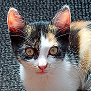 Ultra a rejoint le concours — aidez-le/la à gagner de superbes lots ! cat, kitten, calico, close_up, eyes, ears, whiskers, fur, pet, animal, indoor, curious, face, portrait, young, cute, mammal, feline, texture, background