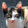 cat, kitten, calico, close_up, eyes, ears, whiskers, fur, pet, animal, indoor, curious, face, portrait, young, cute, mammal, feline, texture, background