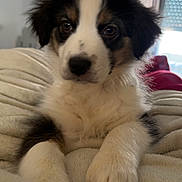 Alaska a rejoint le concours — aidez-le/la à gagner de superbes lots ! puppy, dog, pet, animal, fur, cute, indoor, blanket, cozy, relaxed, young, closeup, soft, paws, face, eyes, black, white, brown, fur_pattern