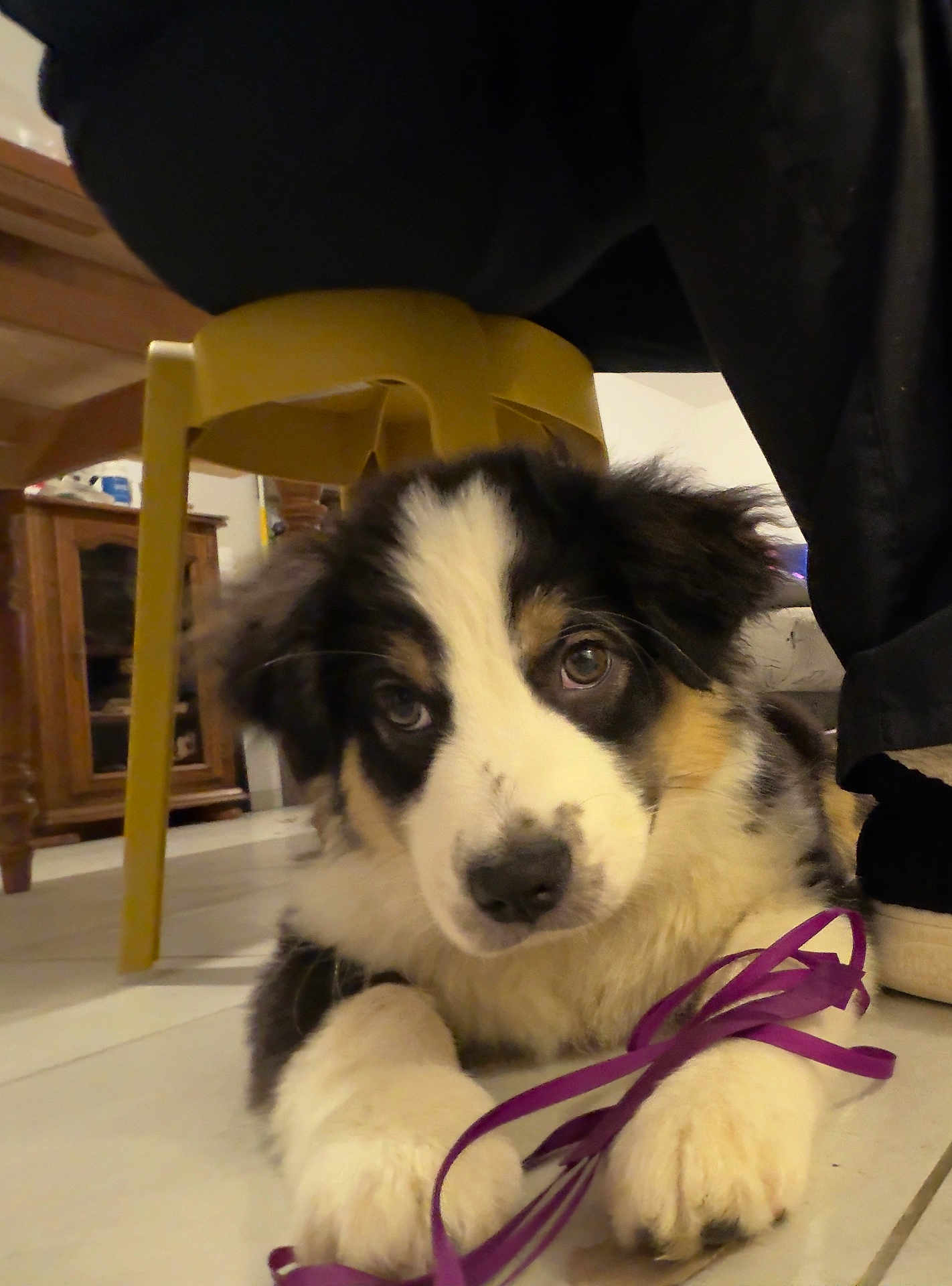 Alaska a rejoint le concours — aidez-le/la à gagner de superbes lots ! puppy, dog, indoor, floor, ribbon, yellow_chair, wooden_furniture, tile_floor, black_white_brown_fur, paws, playful, curious, pet, animal, closeup, young_dog, domestic, cute, fur, eyes