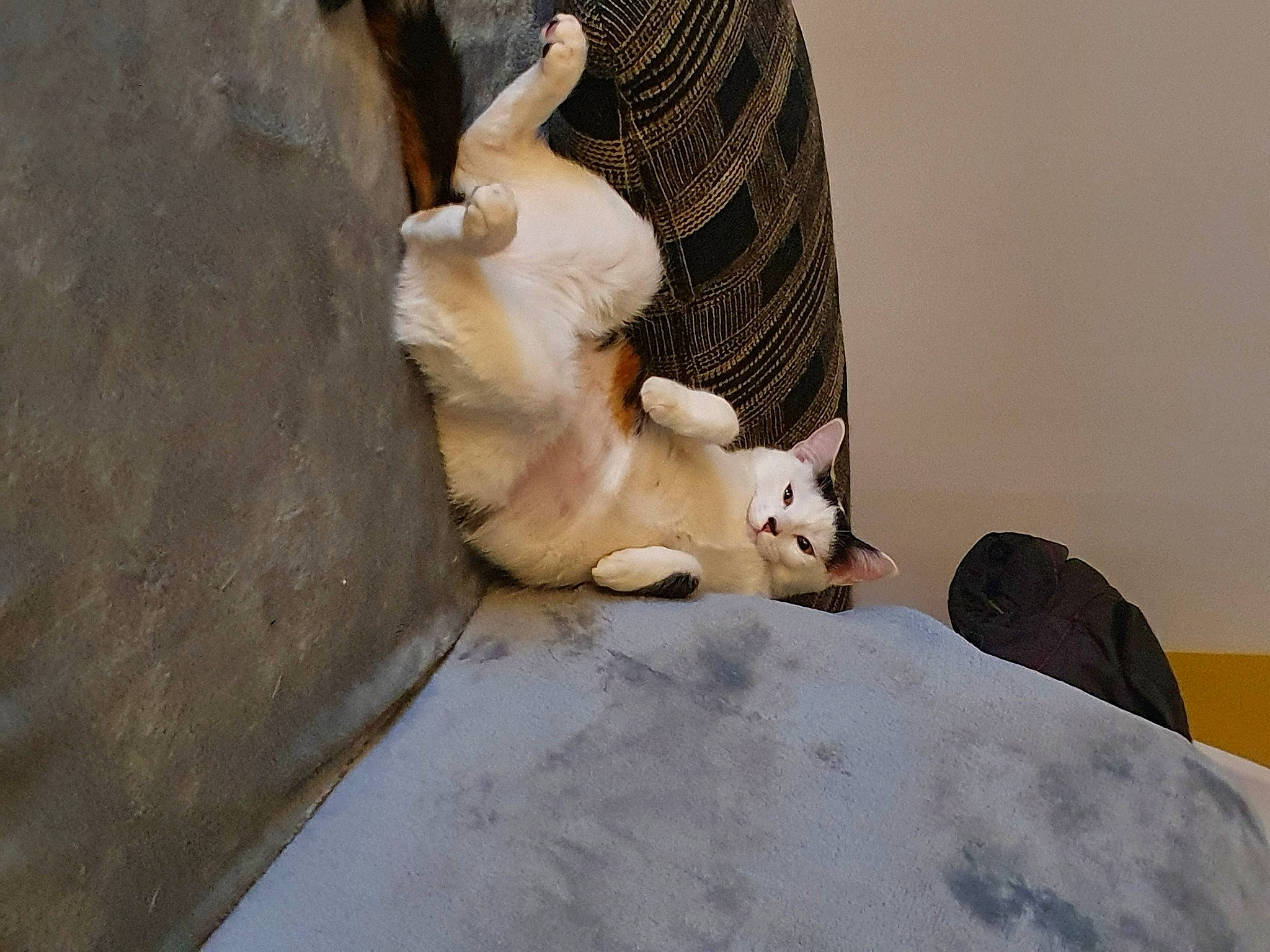 Curlie participe au concours pour gagner de l'argent avec cette photo : art, artifact, carnivore, comfort, dress, fawn, felidae, human_body, human_leg, jaw, sculpture, small_to_medium_sized_cats, snout, statue, tail, toy, tree, trunk, whiskers, wood