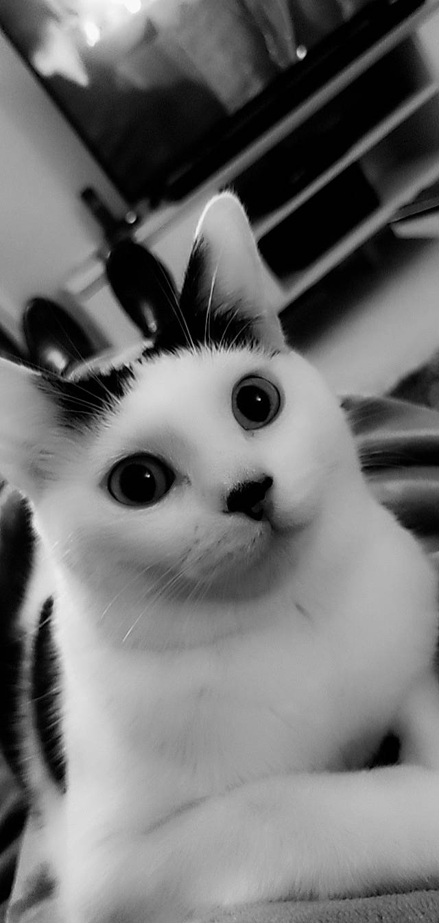 Curlie a rejoint le concours — aidez-le/la à gagner de superbes lots ! black_and_white, carnivore, cat, close_up, ear, eyelash, felidae, fur, iris, monochrome, monochrome_photography, nose, paw, photography, small_to_medium_sized_cats, snout, style, tail, whiskers, white