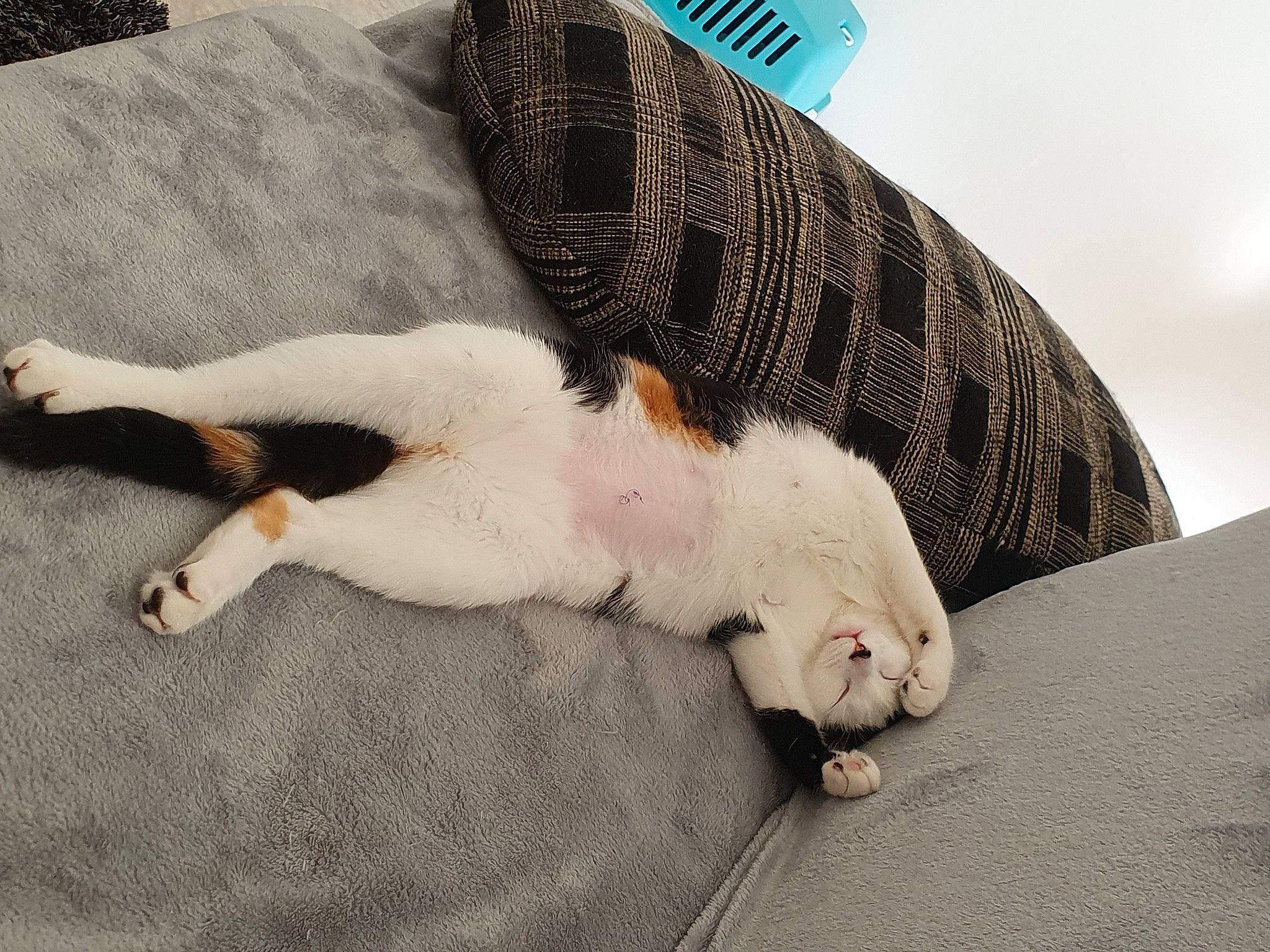 Curlie participe au concours pour gagner de l'argent avec cette photo : canidae, carnivore, cat, claw, comfort, companion_dog, dog_breed, domestic_short_haired_cat, fawn, felidae, foot, fur, linens, paw, room, small_to_medium_sized_cats, snout, tail, whiskers, wood