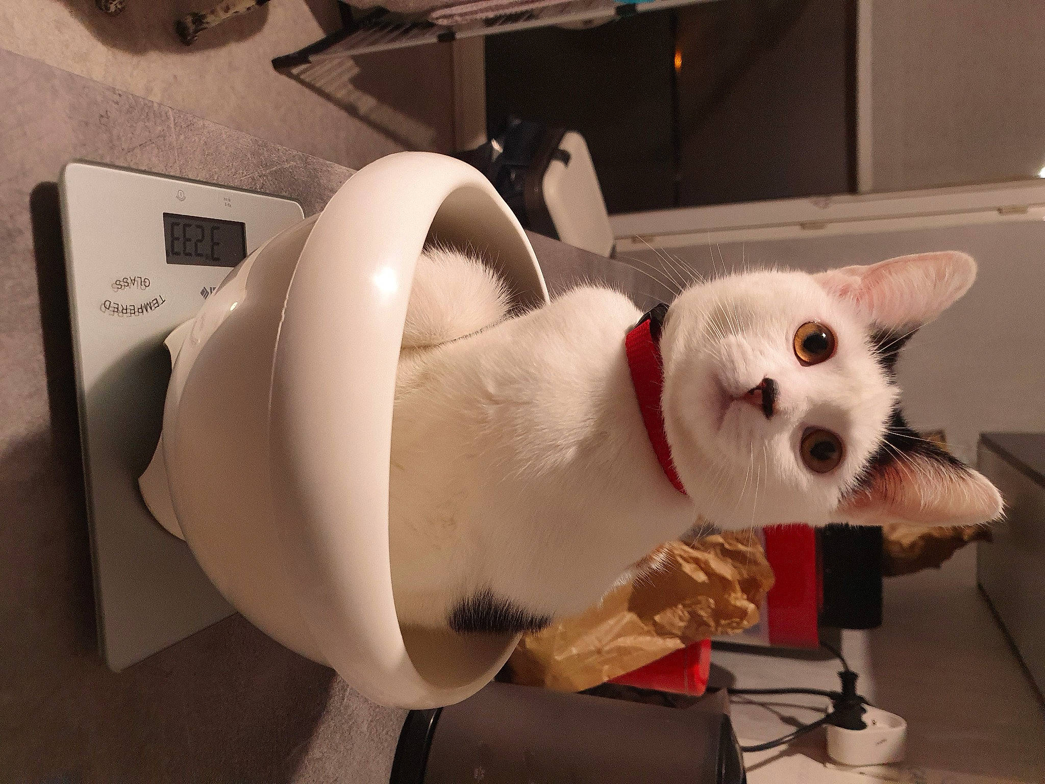 Curlie a rejoint le concours — aidez-le/la à gagner de superbes lots ! automotive_design, carmine, carnivore, comfort, companion_dog, felidae, fur, non_sporting_group, room, small_to_medium_sized_cats, snout, tail, whiskers