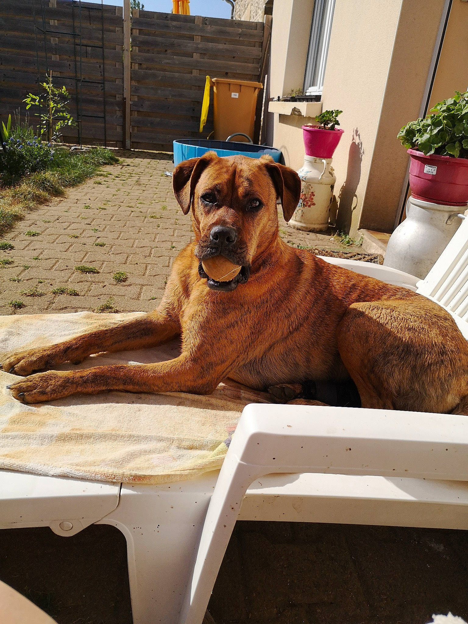 Cindy a rejoint le concours — aidez-le/la à gagner de superbes lots ! canidae, carnivore, comfort, companion_dog, dog, dog_breed, fawn, flooring, flowerpot, grass, houseplant, leisure, liver, outdoor_furniture, plant, shade, sporting_group, table, wood, working_animal