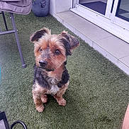 Memphis participe au concours pour gagner de l'argent avec cette photo : artificial_grass, black_fur, brown_fur, chair, companion, curious, cute, dog, domestic_animal, door, flower, furniture, glass_door, grass, outdoor, patio, pet, potted_plant, sitting, small_dog