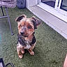 artificial_grass, black_fur, brown_fur, chair, companion, curious, cute, dog, domestic_animal, door, flower, furniture, glass_door, grass, outdoor, patio, pet, potted_plant, sitting, small_dog