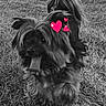 Memphis participe au concours pour gagner de l'argent avec cette photo : adorable, animal, black_and_white, canine, cute, dog, energetic, fur, furry, grass, happy, heart_sticker, motion, nature, outdoor, pet, playful, running, small_dog, tongue_out