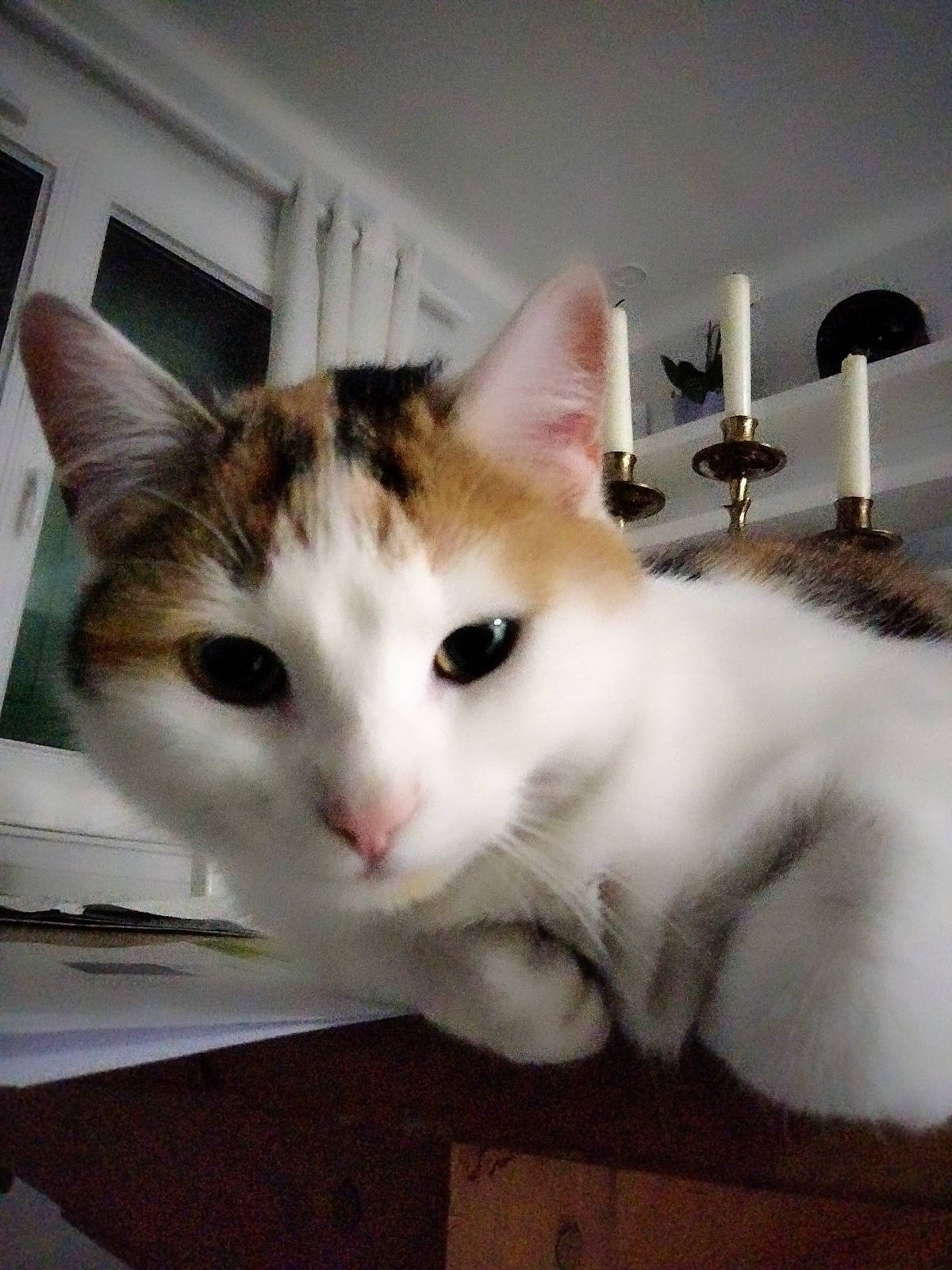 Bonbon participe au concours pour gagner de l'argent avec cette photo : box, carnivore, cat, domestic_short_haired_cat, felidae, fur, paw, small_to_medium_sized_cats, snout, tail, whiskers, window