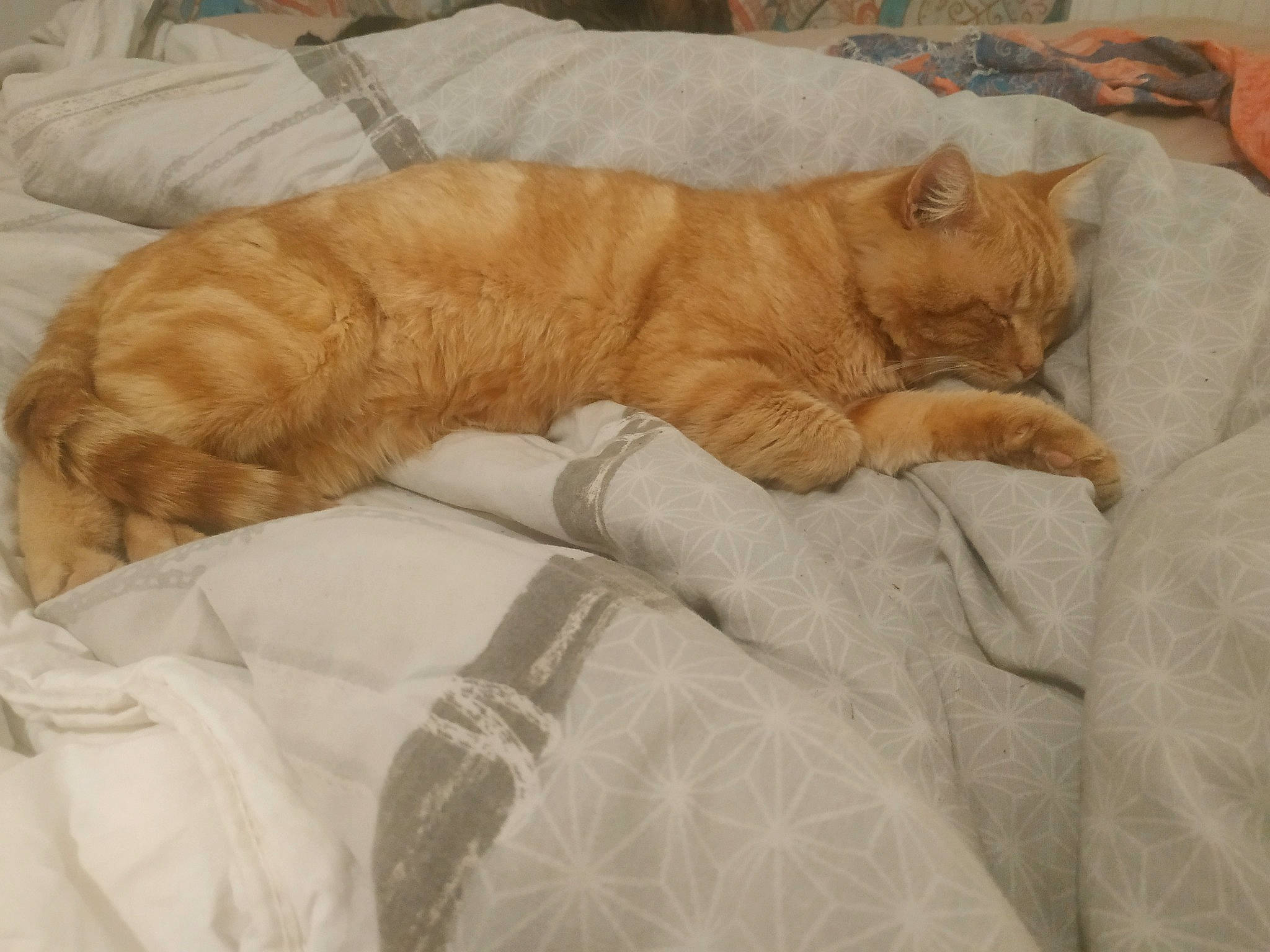 Jean Pierre participe au concours pour gagner de l'argent avec cette photo : bedding, carnivore, cat, comfort, couch, domestic_short_haired_cat, duvet, fawn, felidae, fur, linens, nap, paw, small_to_medium_sized_cats, snout, tail, terrestrial_animal, whiskers, wood, wrinkle