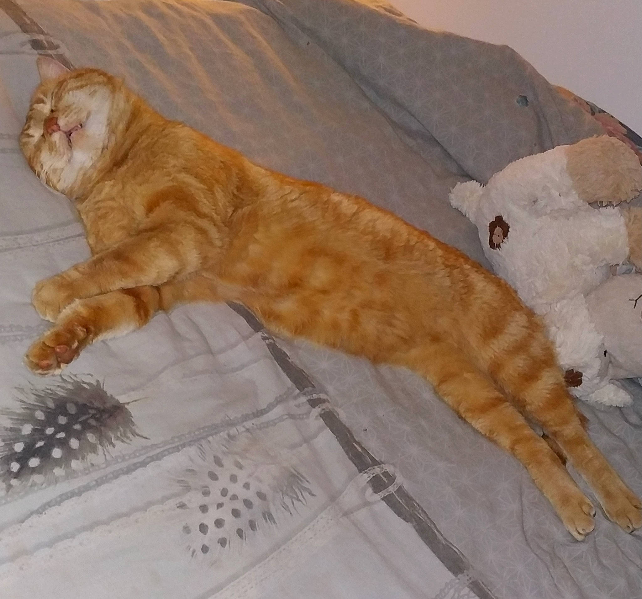 Jean Pierre participe au concours pour gagner de l'argent avec cette photo : carnivore, cat, claw, domestic_short_haired_cat, drawing, fawn, felidae, fur, pattern, paw, peach, small_to_medium_sized_cats, snout, tail, terrestrial_animal, whiskers, wildlife, wing, wood