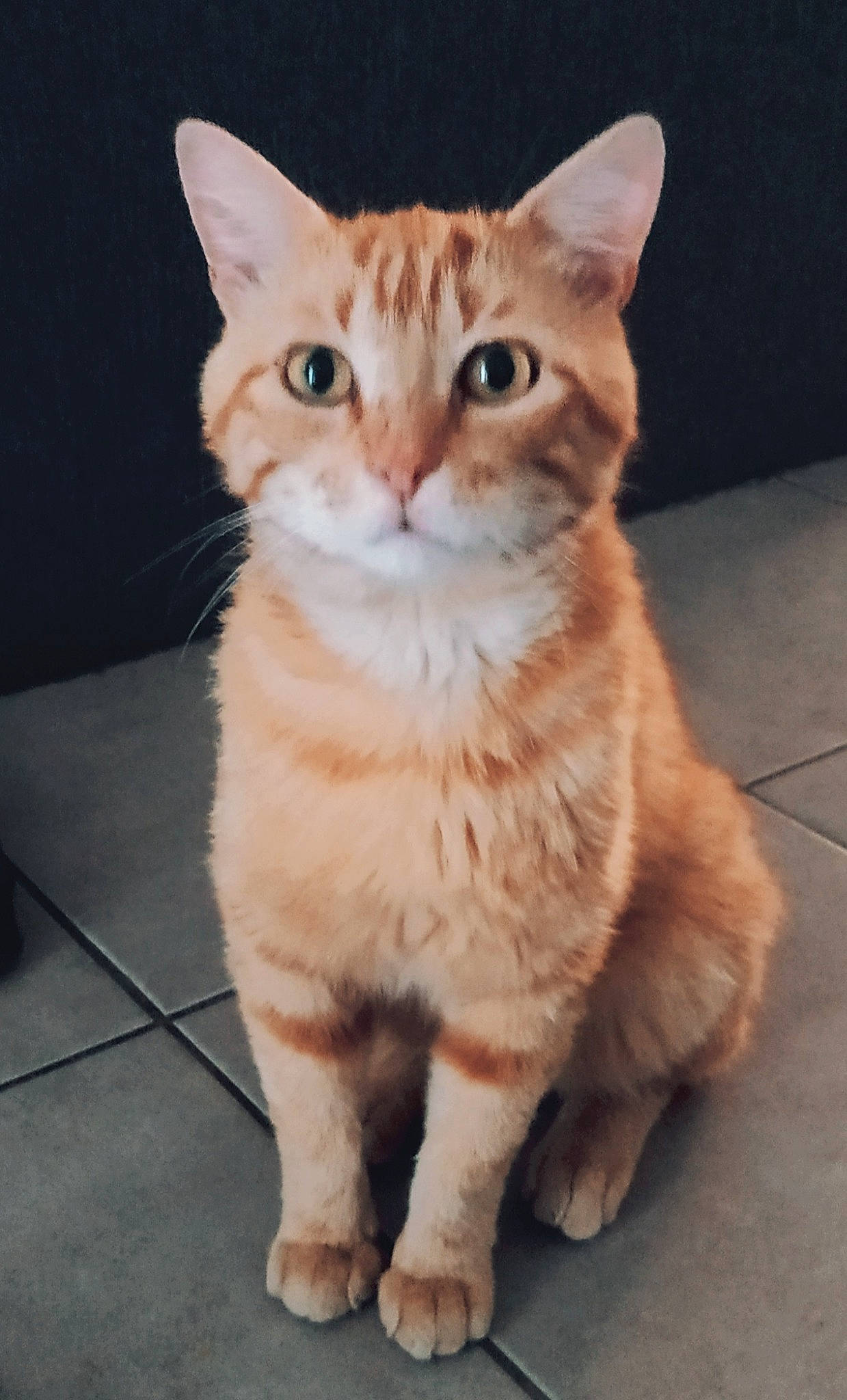 Jean Pierre participe au concours pour gagner de l'argent avec cette photo : carnivore, cat, claw, domestic_short_haired_cat, eye, fawn, felidae, fur, iris, paw, peach, photo_caption, sitting, small_to_medium_sized_cats, snout, tail, terrestrial_animal, whiskers, window